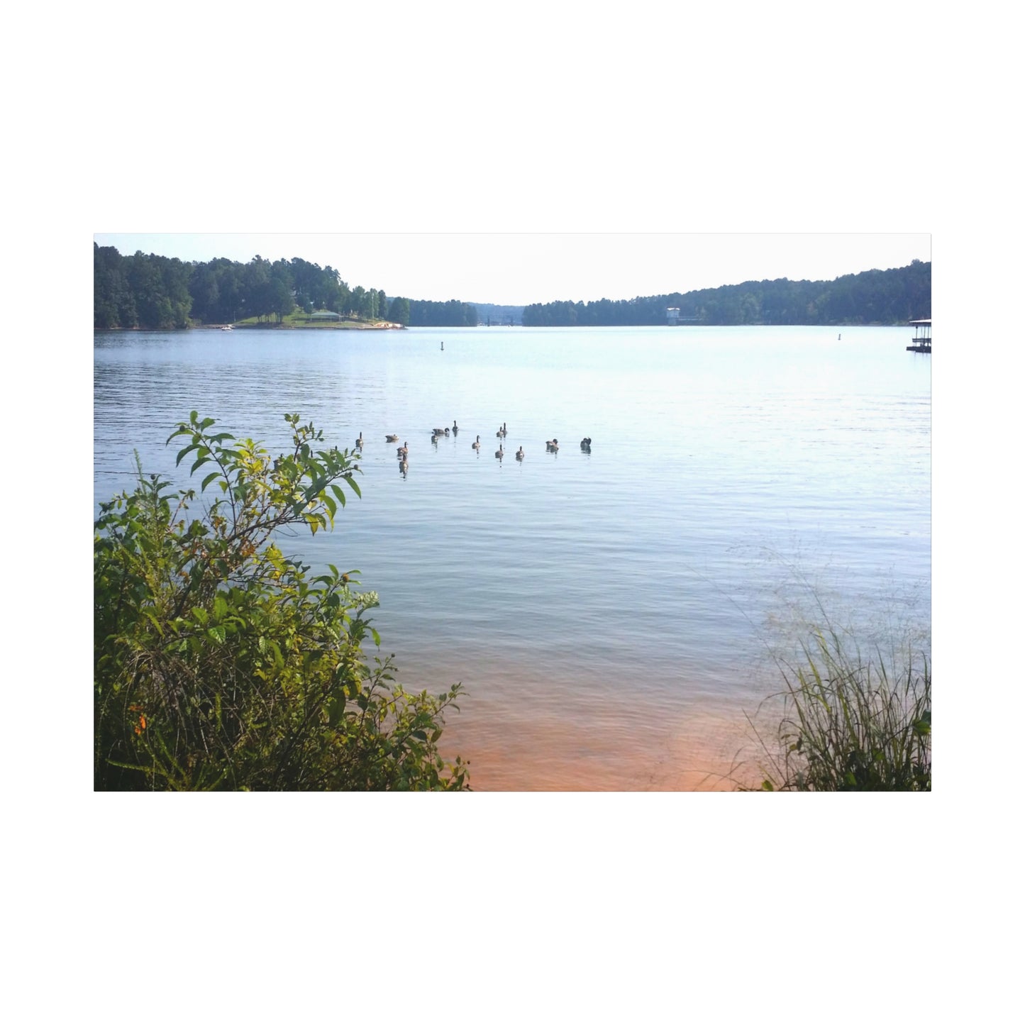 Geese Swim In Lake 4