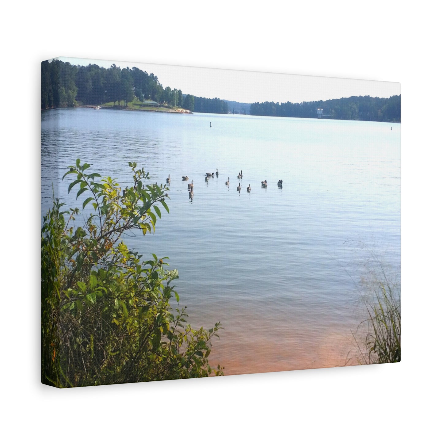 Geese Swim In Lake Main