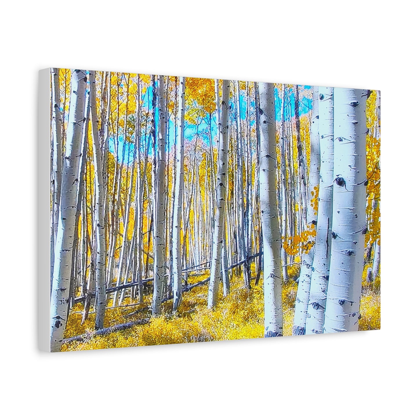 Autumn Birch Trees 9