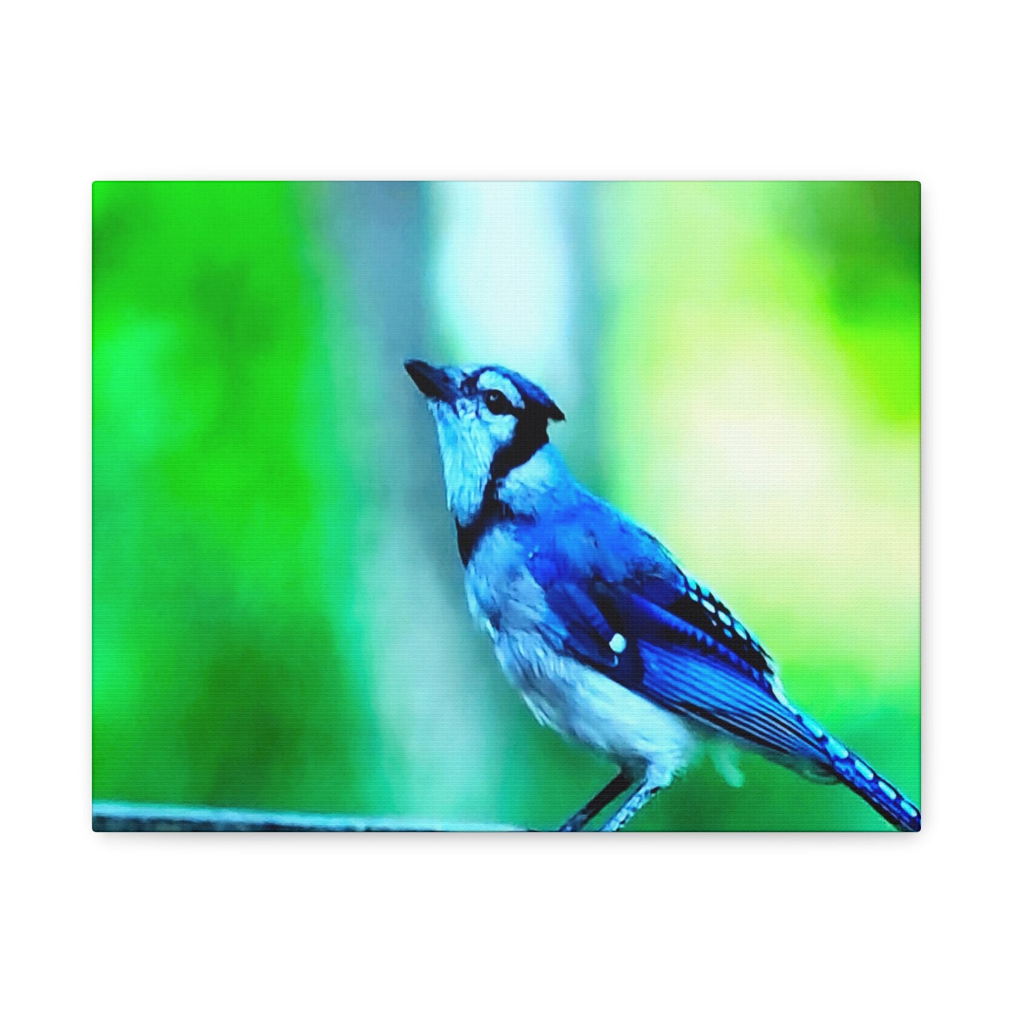 Blue Jay Bird Bath 2