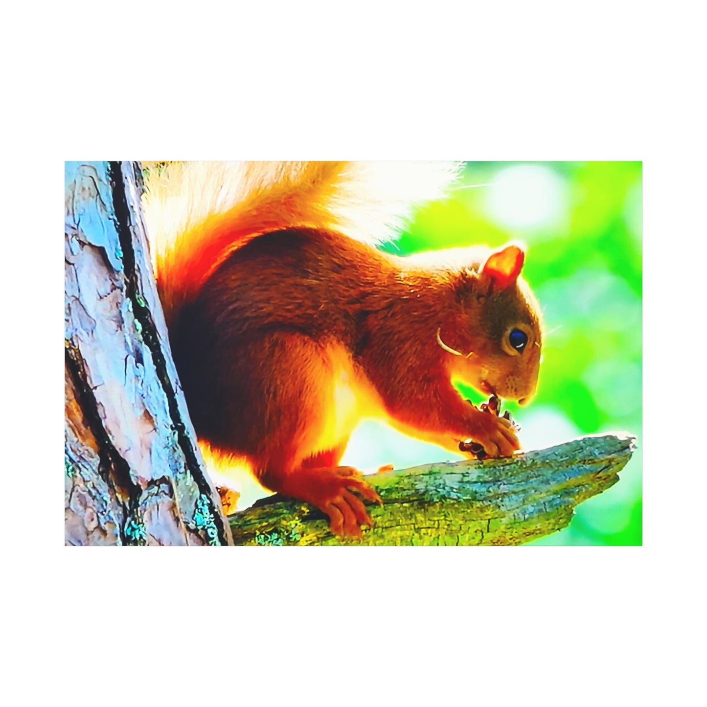 Energetic Squirrel Nut 4