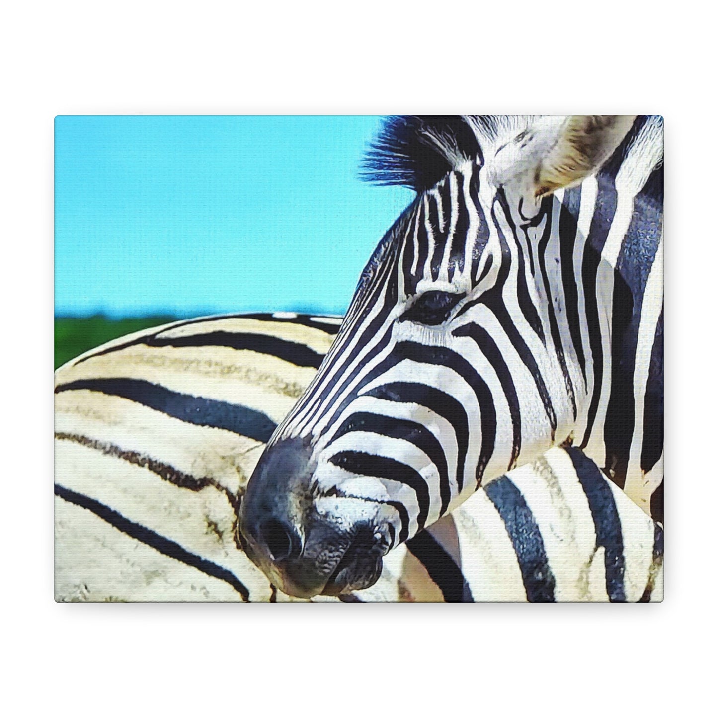 Zebra 2