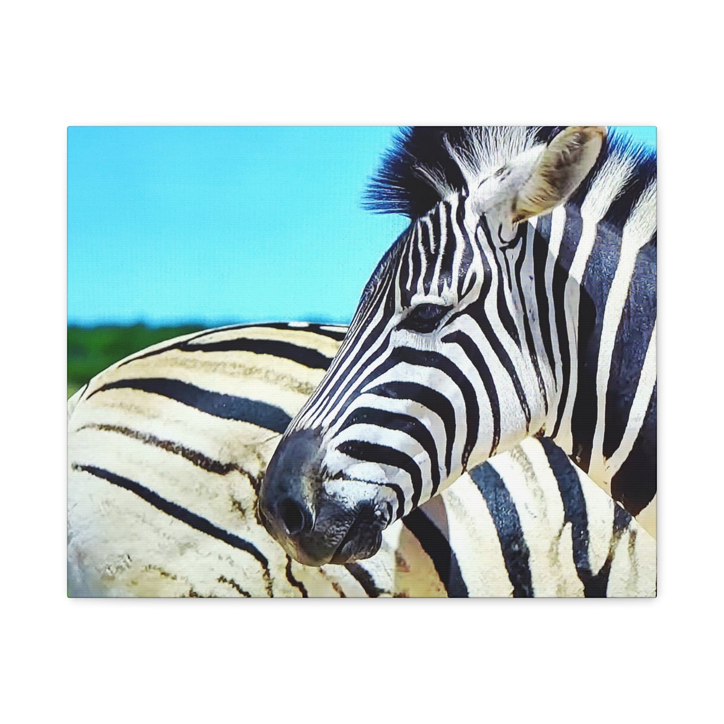 Zebra 4