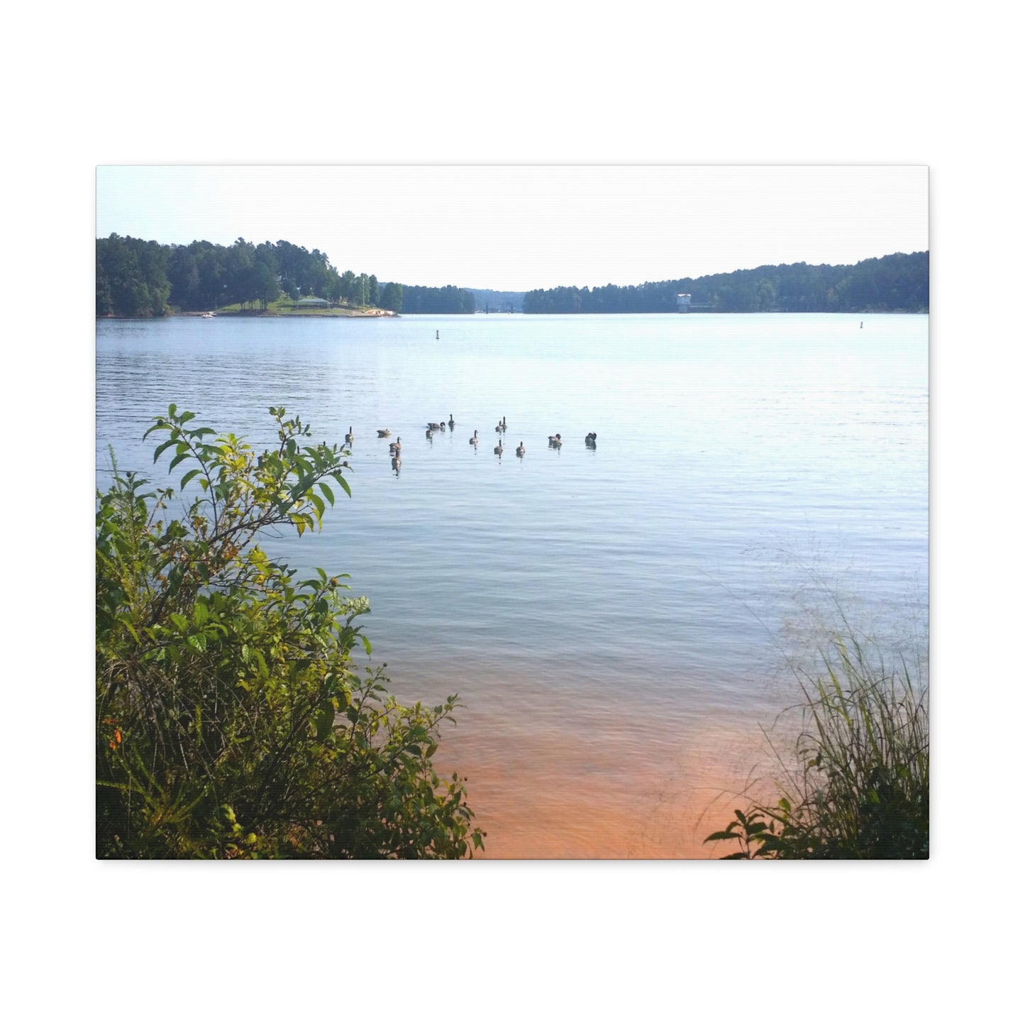 Geese Swim In Lake 3