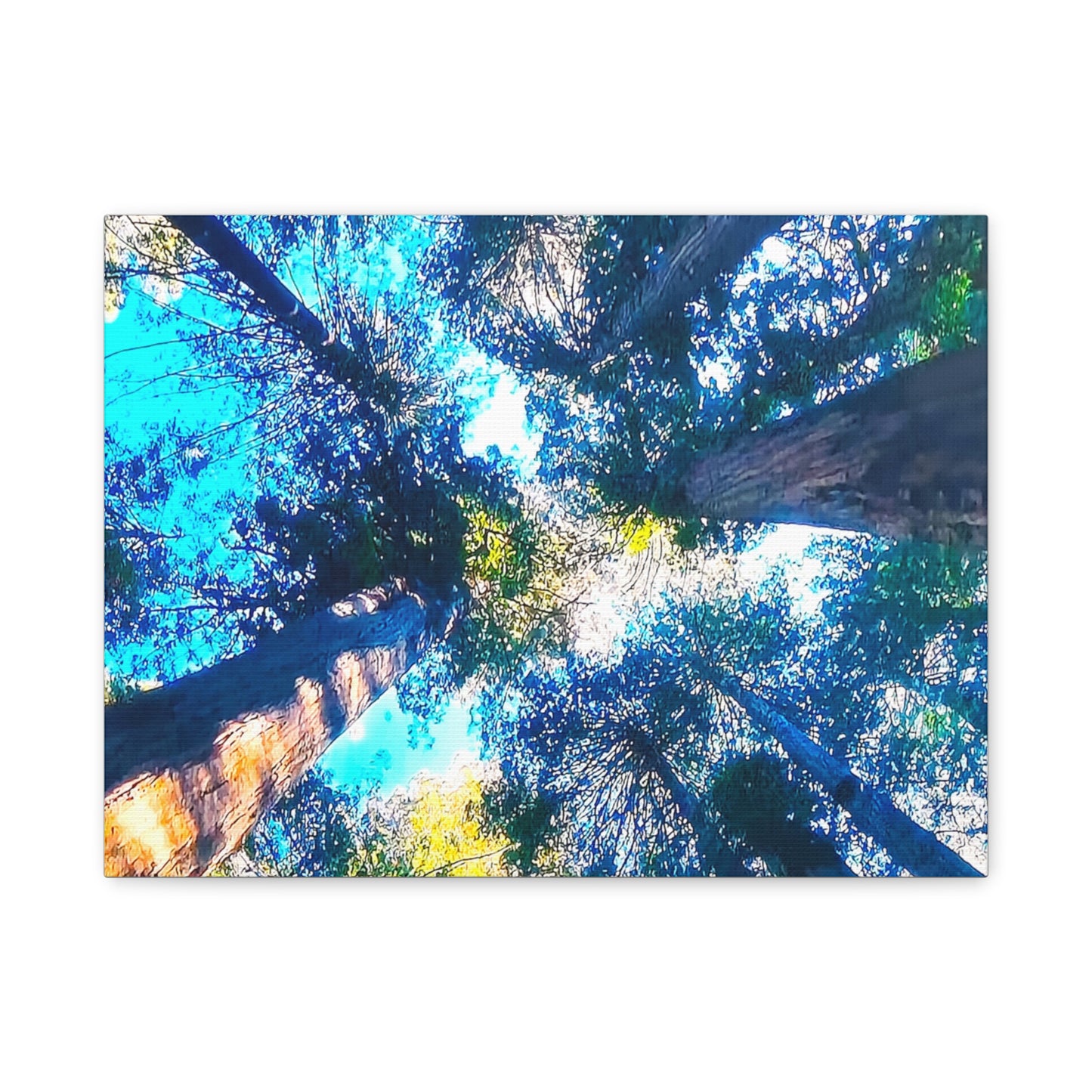 Tall Pine Trees 2