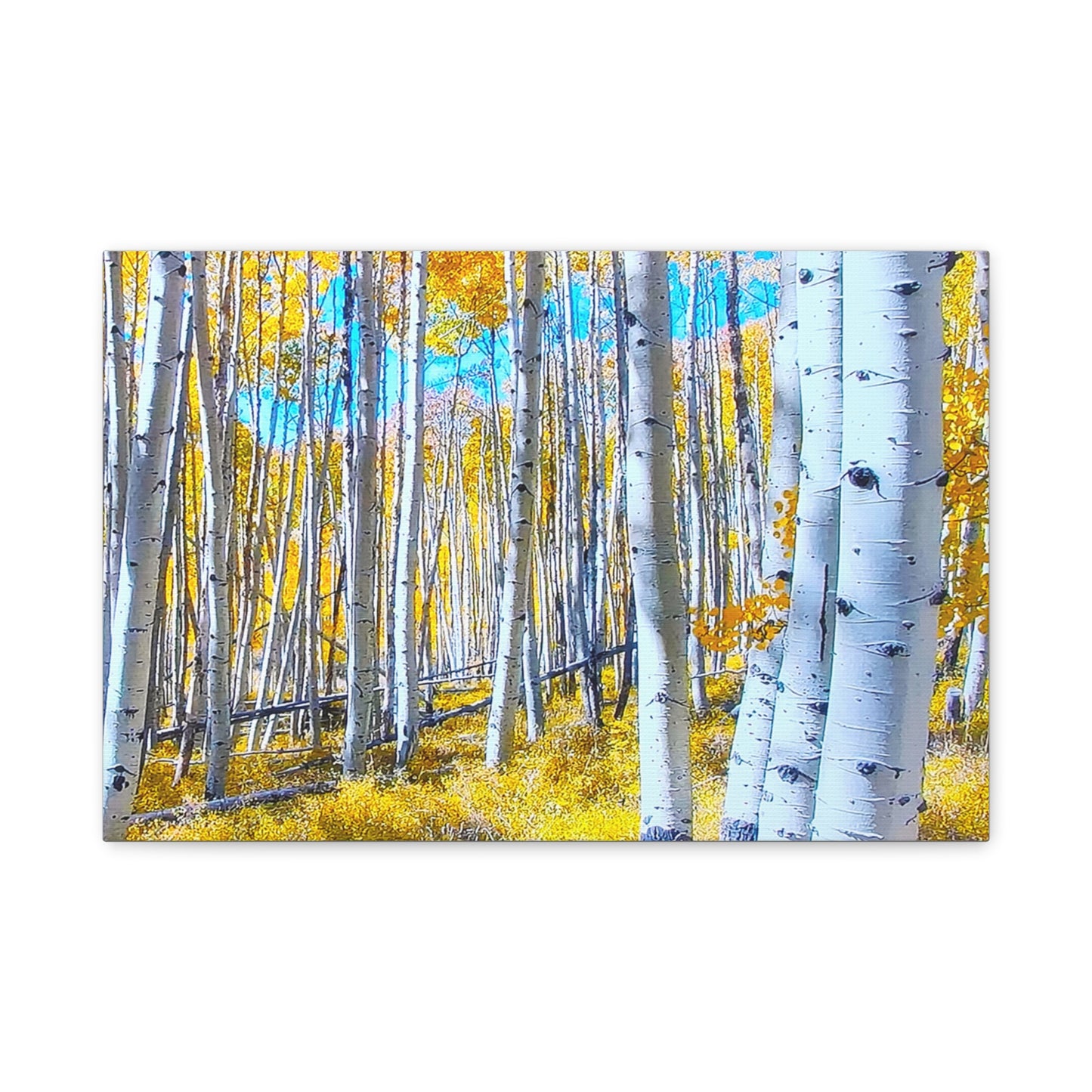 Autumn Birch Trees 3