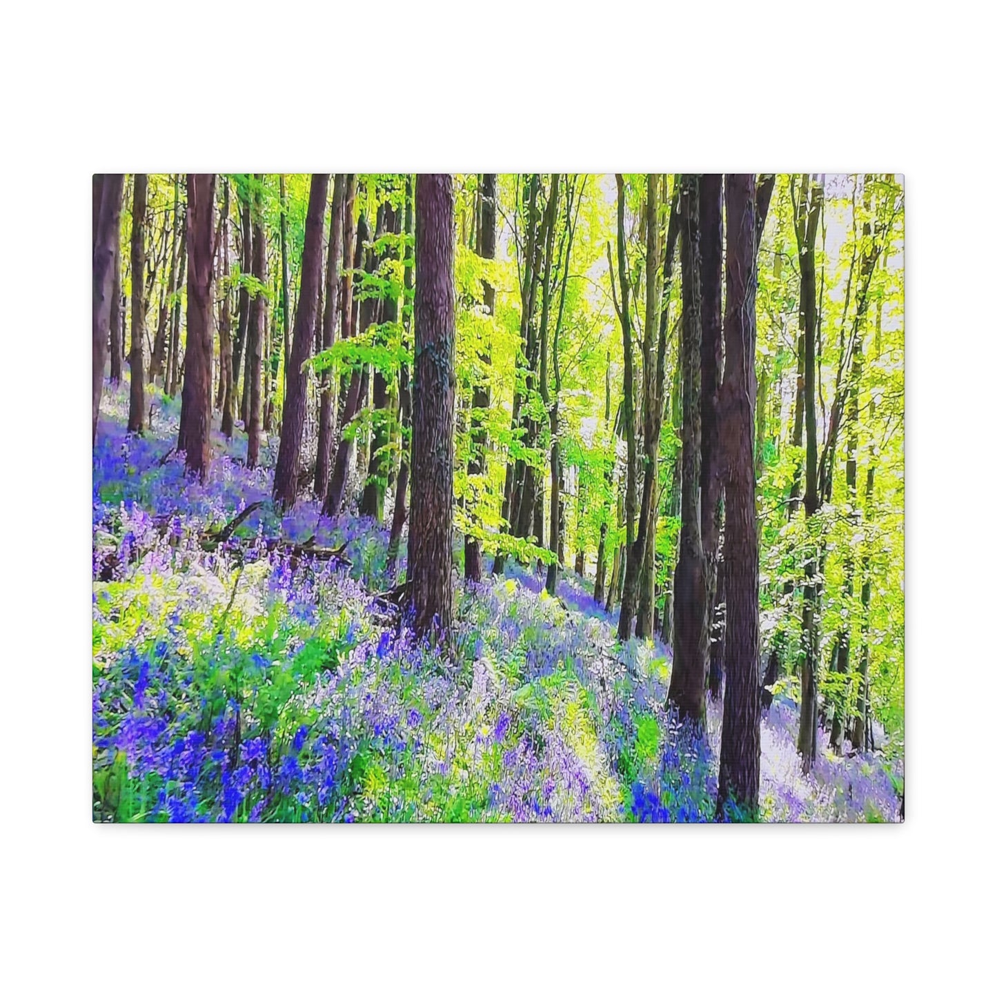 Sea Of Blue Bells 1