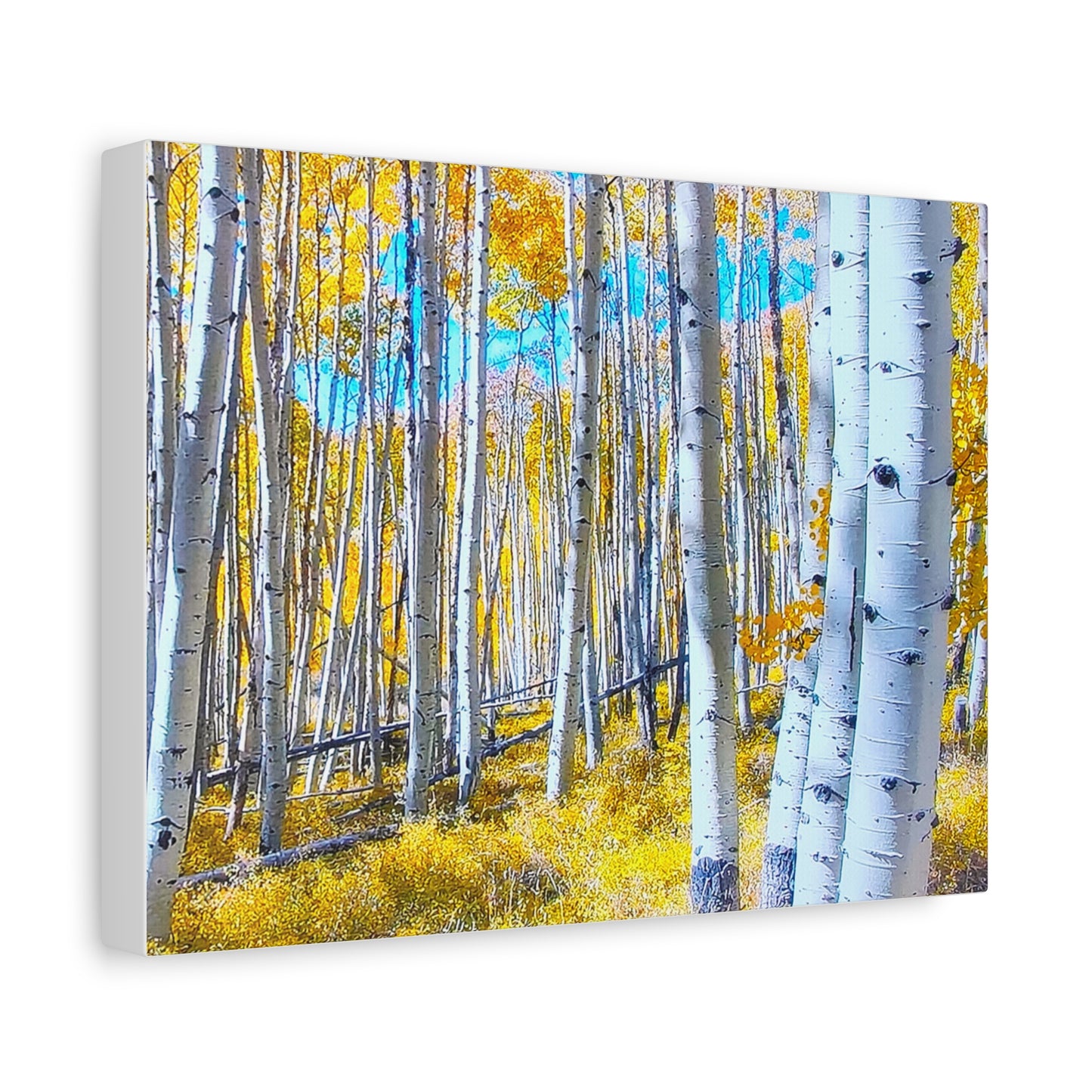 Autumn Birch Trees 7