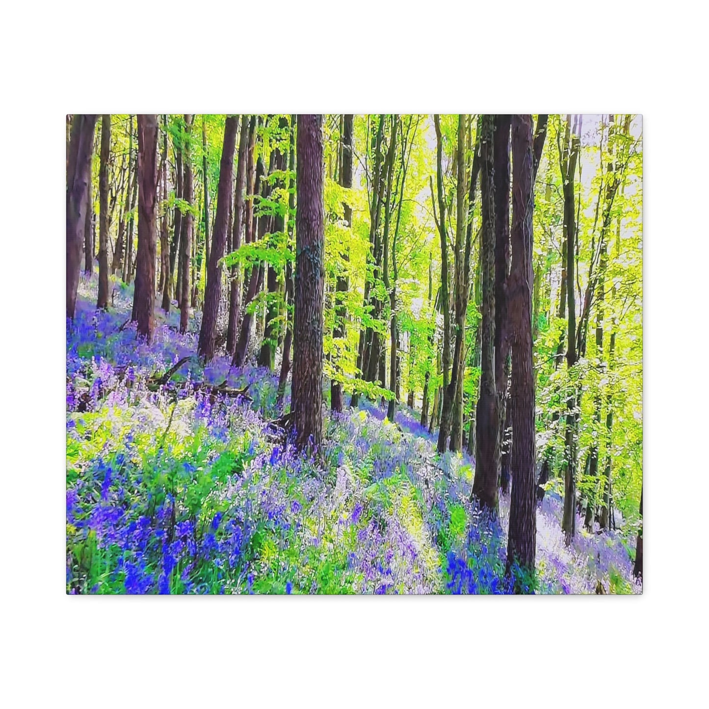 Sea Of Blue Bells 3