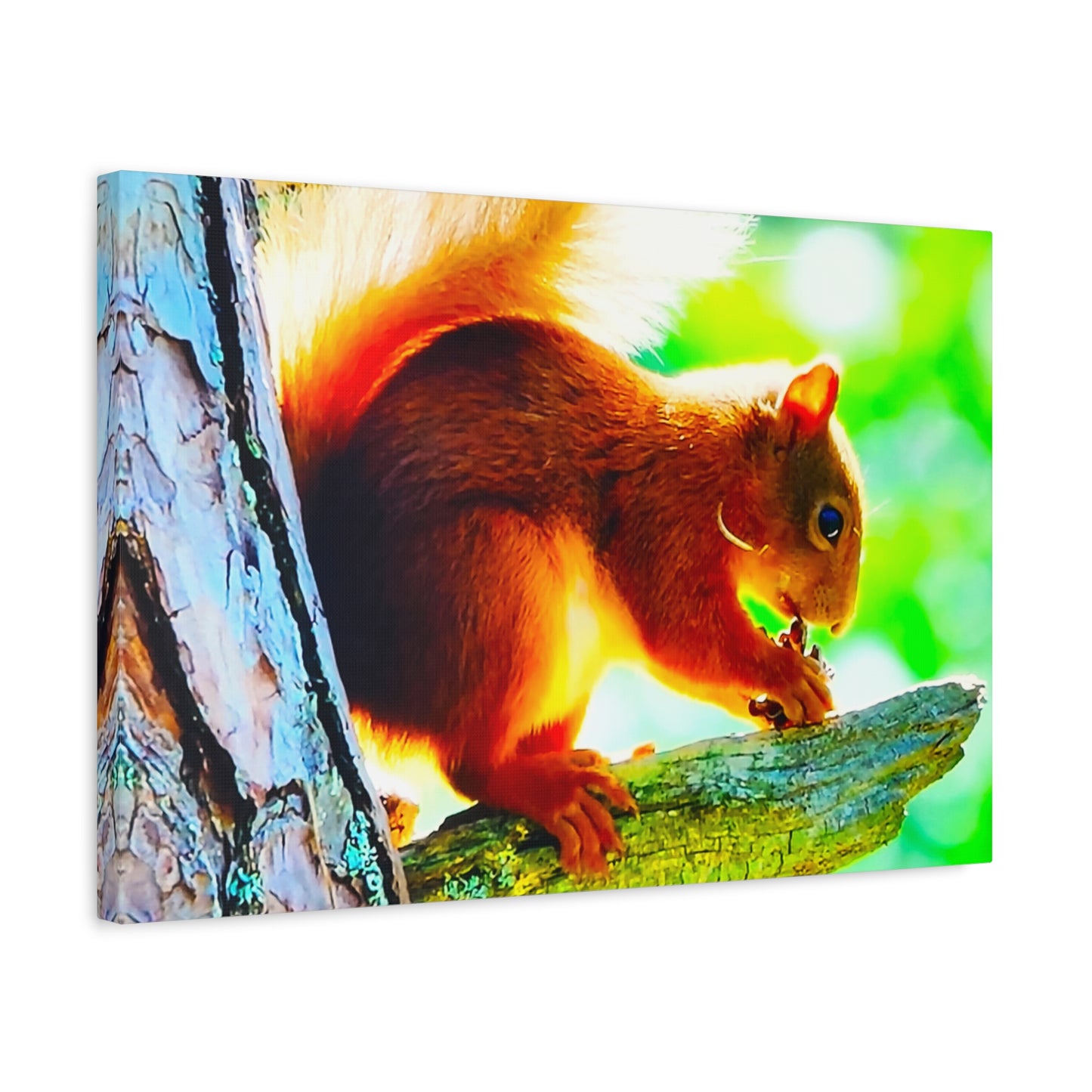 Energetic Squirrel Nut 12