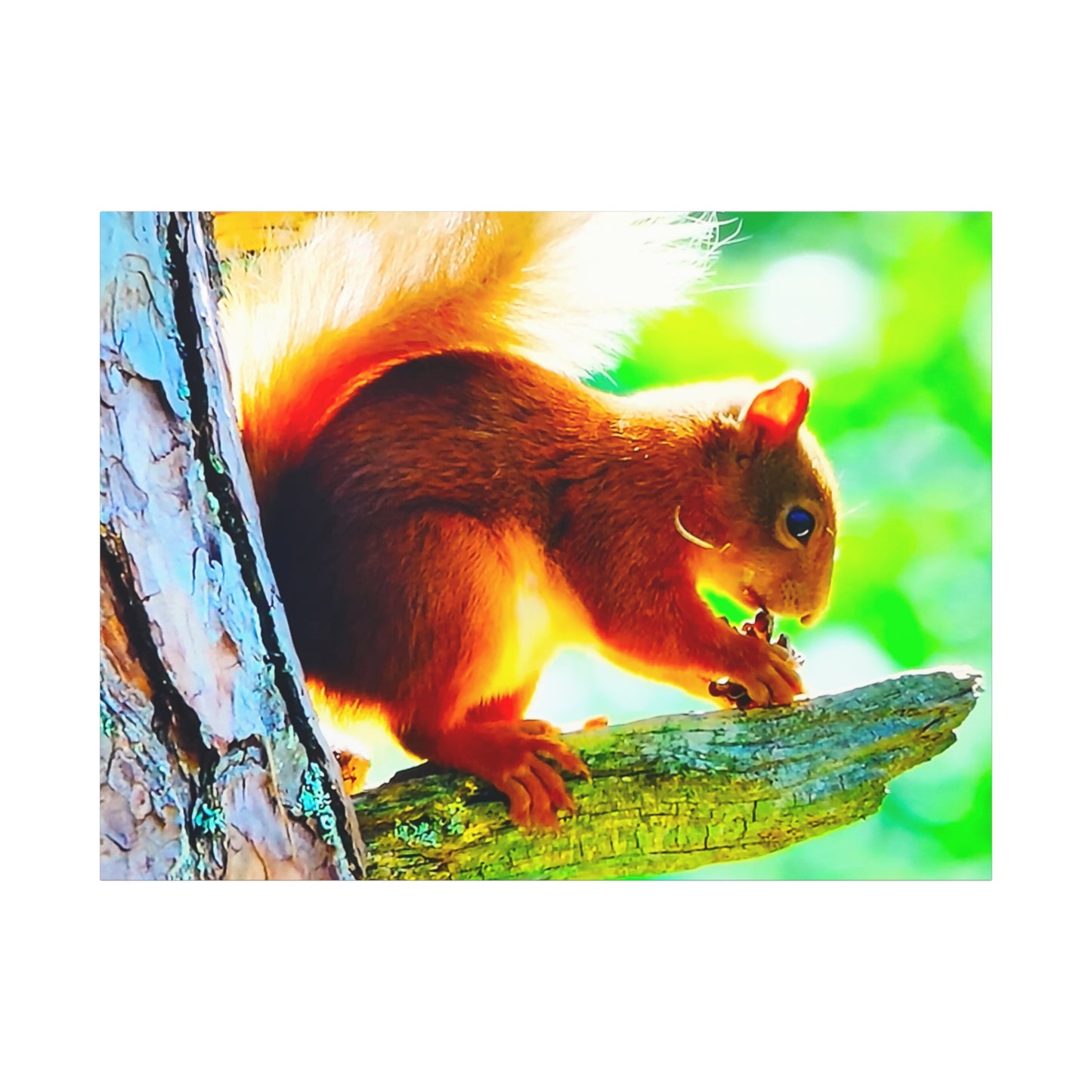 Energetic Squirrel Nut 3