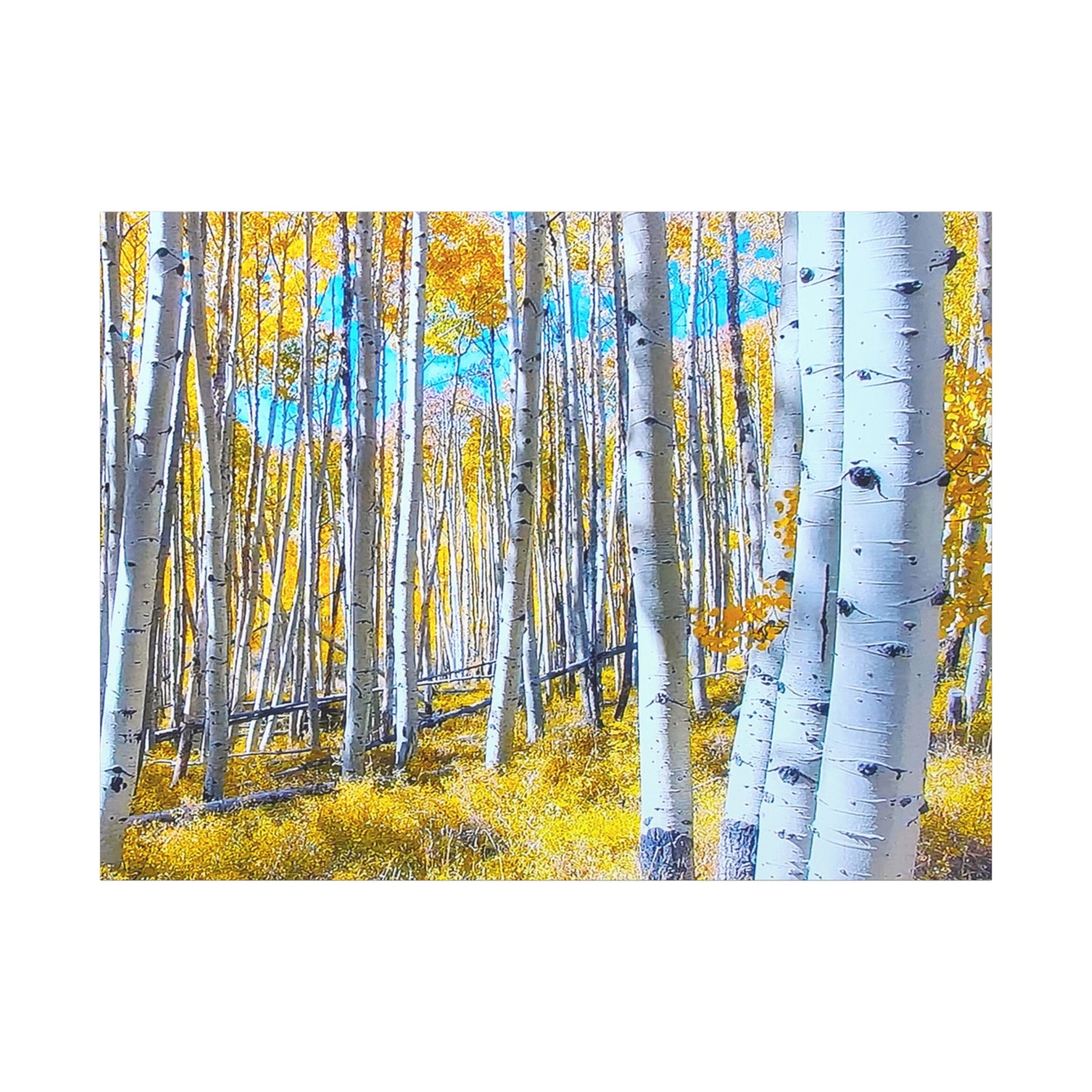 Autumn Birch Trees 4